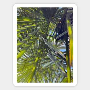 Palm Tree in Spring Magnet